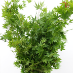 Maple Green Leaf - (Per Bunch)-Green-China-prflorist.com.my