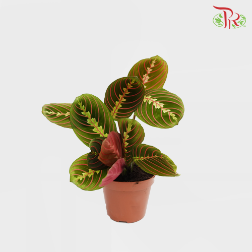 Maranta Fascin 《叶蝉竹芋》-Pudu Ria Florist-prflorist.com.my