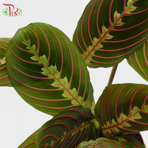 Maranta Fascin 《叶蝉竹芋》-Pudu Ria Florist-prflorist.com.my
