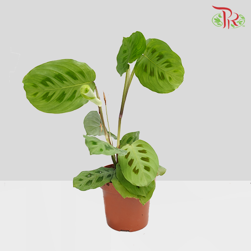 Maranta Kerchoveana《豹纹竹芋竹芋》-Pudu Ria Florist-prflorist.com.my