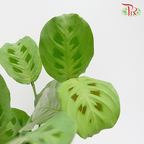 Maranta Kerchoveana《豹纹竹芋竹芋》-Pudu Ria Florist-prflorist.com.my