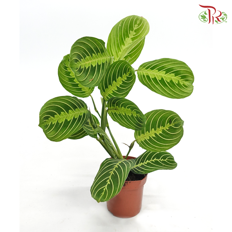 Maranta《竹芋》J01