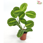 Maranta《竹芋》J01