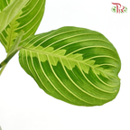 Maranta《竹芋》J01
