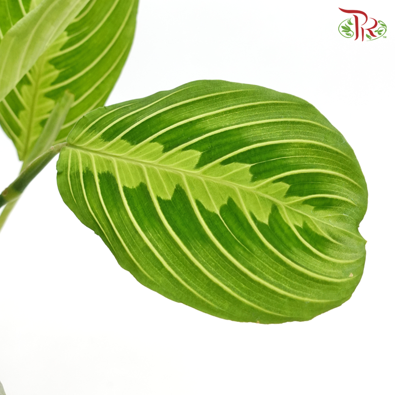 Maranta《竹芋》