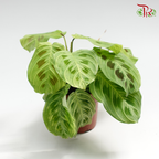Maranta Light Veins 《竹芋》-Pudu Ria Florist-prflorist.com.my