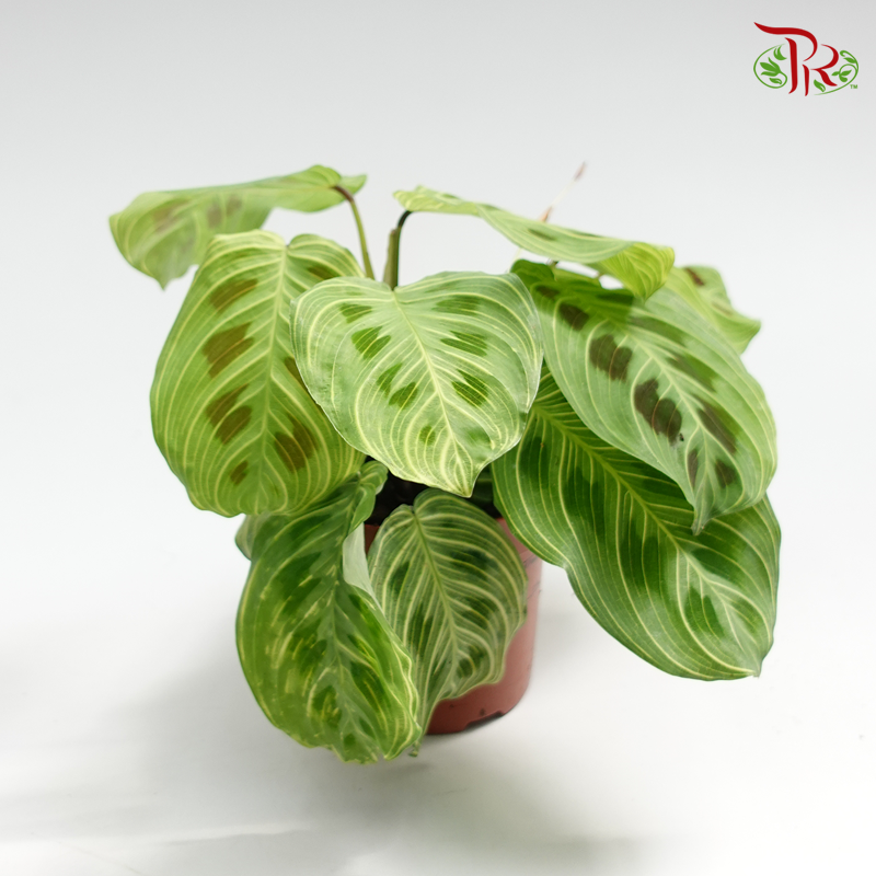 Maranta Light Veins 《竹芋》-Pudu Ria Florist-prflorist.com.my