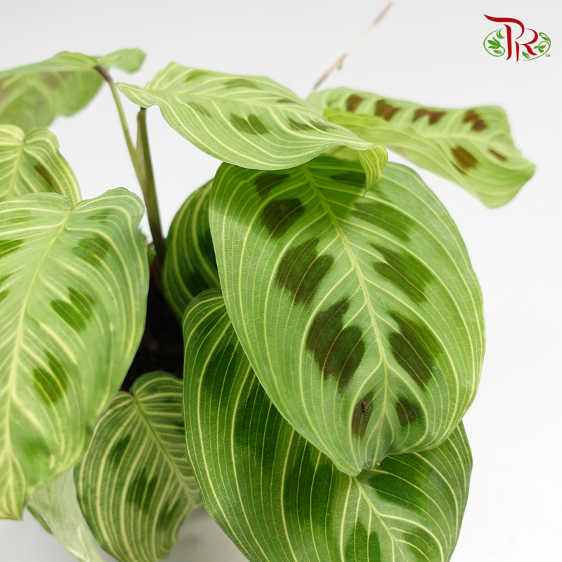 Maranta Light Veins 《竹芋》-Pudu Ria Florist-prflorist.com.my