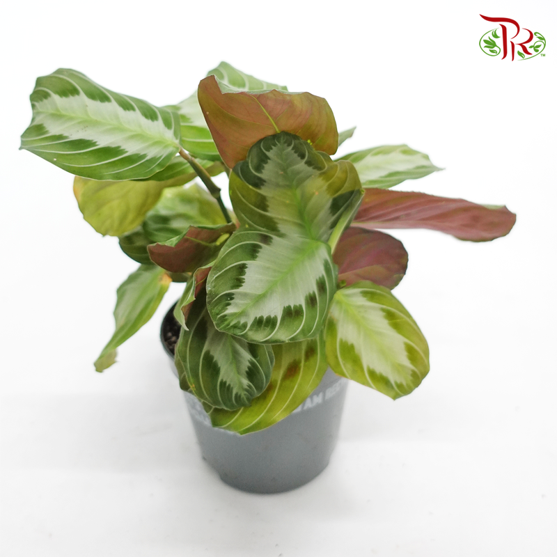 Maranta《竹芋》J01