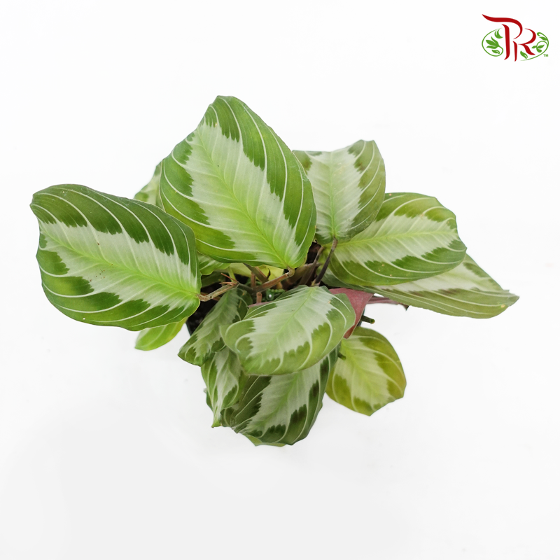 Maranta《竹芋》