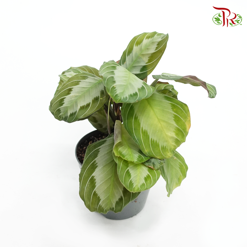 Maranta《竹芋》
