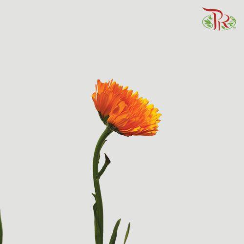 Marigold - Orange (10 Stems)-Orange-China-prflorist.com.my