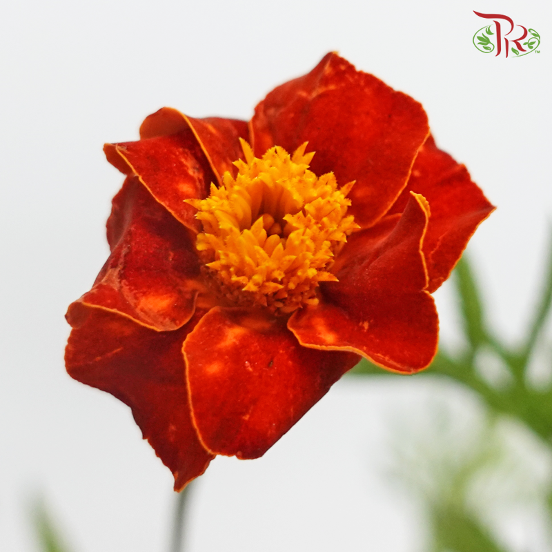 Marigold - Tagetes Erecta (Per Bunch)-China-prflorist.com.my