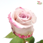 Rose - Maritim (10 Stems) - Pudu Ria Florist