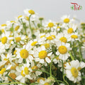 Matricaria - (10 Stems)-Vietnam-prflorist.com.my
