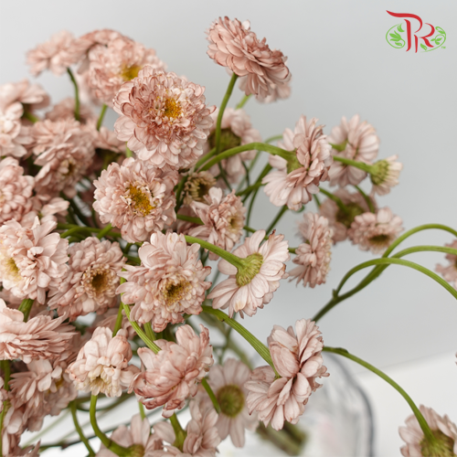 Matricaria Double - (Per Bunch)-Import-prflorist.com.my
