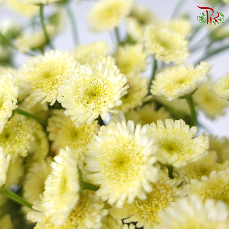 Matricaria New - (Per Bunch)-Yellow-China-prflorist.com.my
