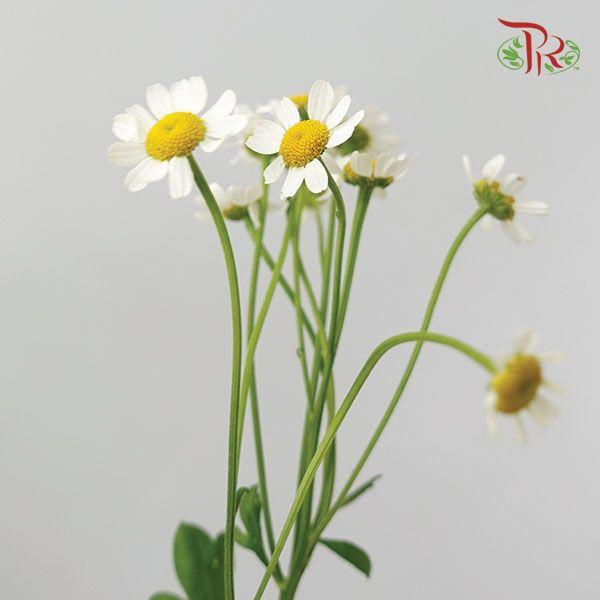 Matricaria - (Per Bunch)-White-China-prflorist.com.my