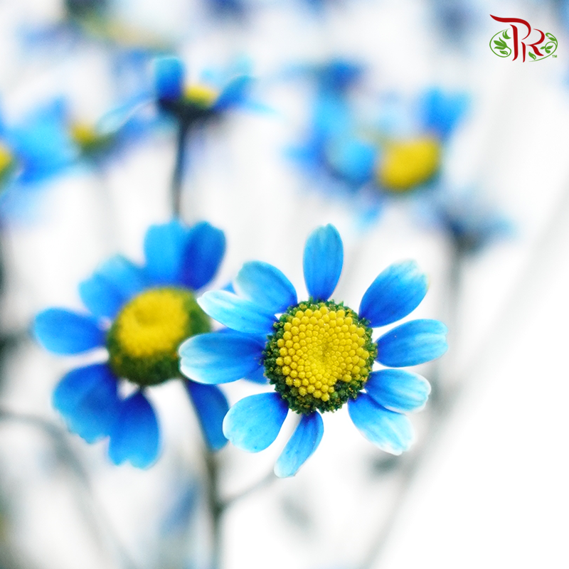 Matricaria Dyed- Blue- Per Bunch - Pudu Ria Florist