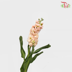 Matthiola - Champagne (10 Stems)-Champagne-China-prflorist.com.my