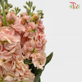 Matthiola - Champagne (Per Bunch)-Champagne-Malaysia-prflorist.com.my