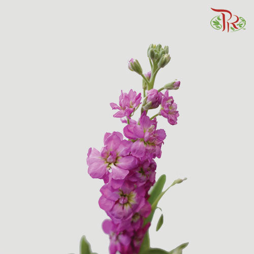 Matthiola - Hot Pink (10 Stems)-Pink-China-prflorist.com.my