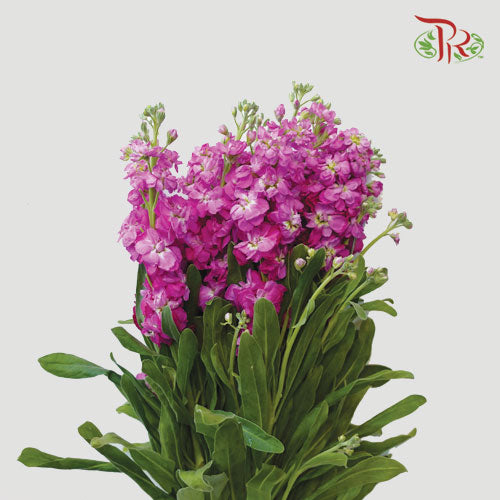 Matthiola - Hot Pink (10 Stems)-Pink-China-prflorist.com.my