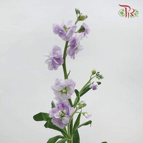 Matthiola - Light Purple (Per Bunch)-Purple-Malaysia-prflorist.com.my