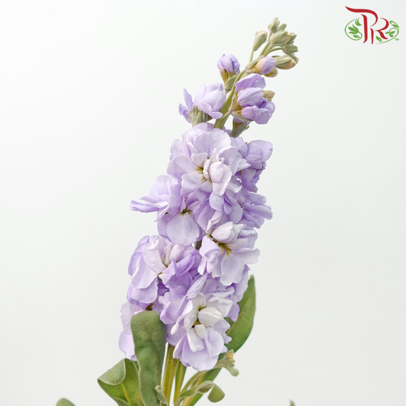 Matthiola - Lilac (10 Stems)-Lilac-China-prflorist.com.my
