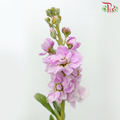 Matthiola - Pink (Per Bunch)-Pastel Pink-Malaysia-prflorist.com.my