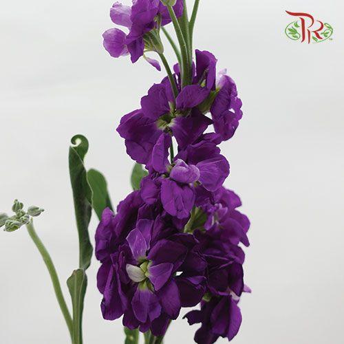 Matthiola - Purple (10 stems)-Purple-Import-prflorist.com.my