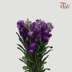 Matthiola - Purple (10 stems)-Purple-Import-prflorist.com.my