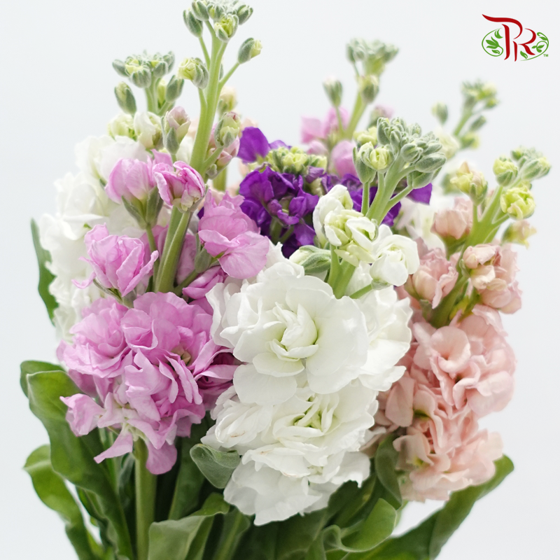 Matthiola - Random Mixed (10 Stems)-Kenya-prflorist.com.my
