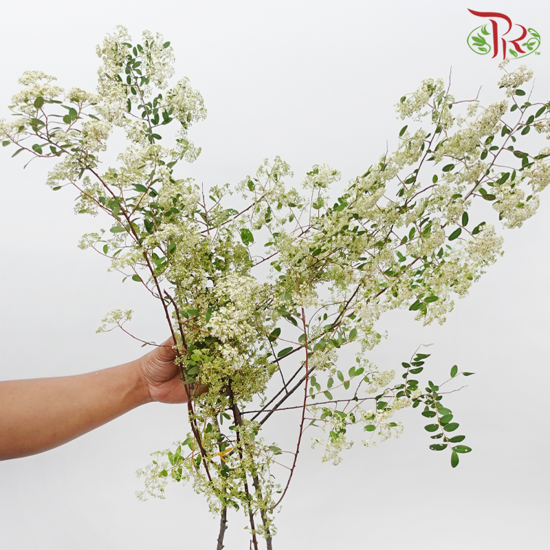 Meadow Sweet Cuilan - (Per Bunch)-China-prflorist.com.my