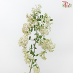 Meadow Sweet Cuilan - (Per Bunch)-China-prflorist.com.my