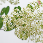 Meadow Sweet Cuilan - (Per Bunch)-China-prflorist.com.my