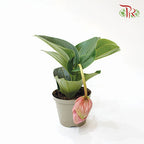 Medinilla Candy《宝莲灯》-Pudu Ria Florist-prflorist.com.my