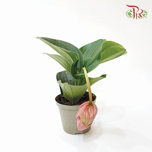 Medinilla Candy《宝莲灯》-Pudu Ria Florist-prflorist.com.my