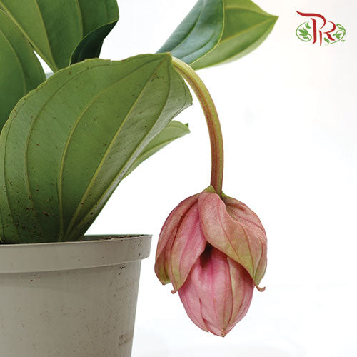 Medinilla Candy《宝莲灯》-Pudu Ria Florist-prflorist.com.my