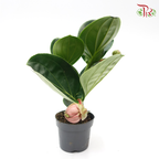 Medinilla Magnifica Lambada 《宝莲灯》-Pudu Ria Florist-prflorist.com.my