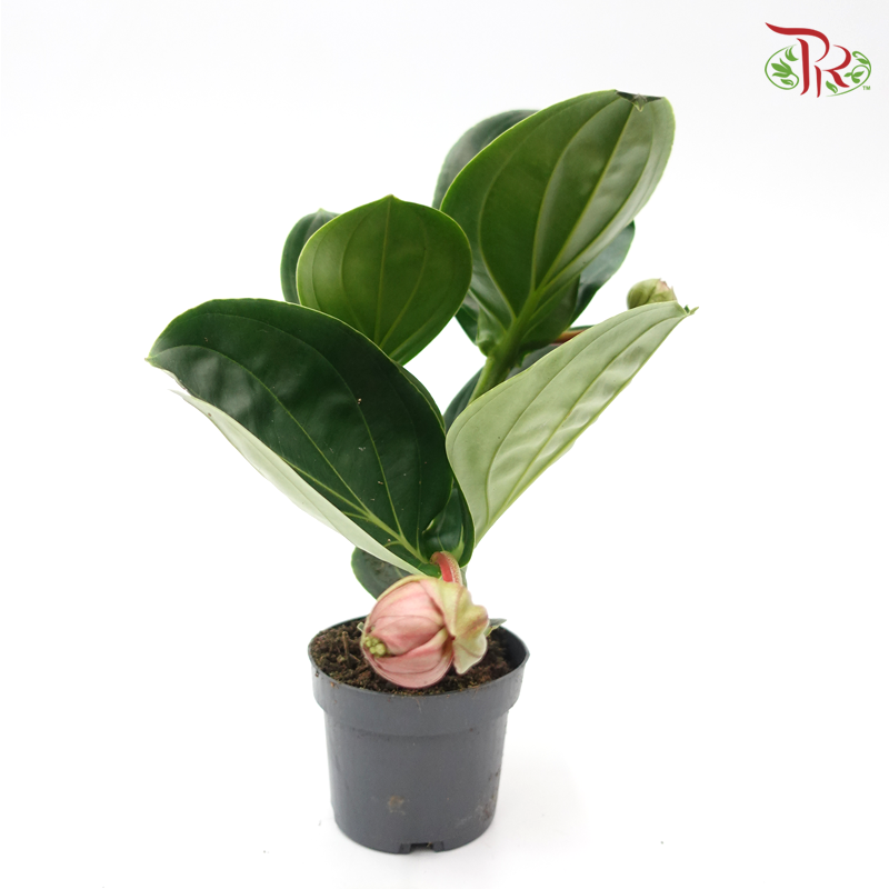 Medinilla Magnifica Lambada 《宝莲灯》-Pudu Ria Florist-prflorist.com.my