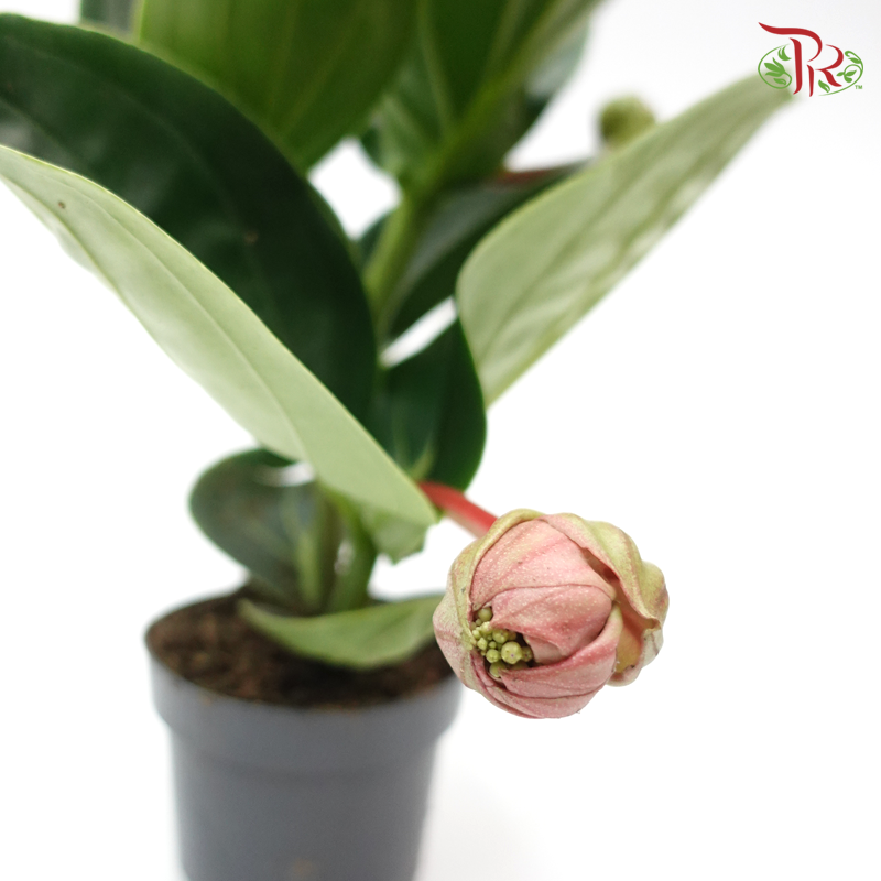 Medinilla Magnifica Lambada 《宝莲灯》-Pudu Ria Florist-prflorist.com.my