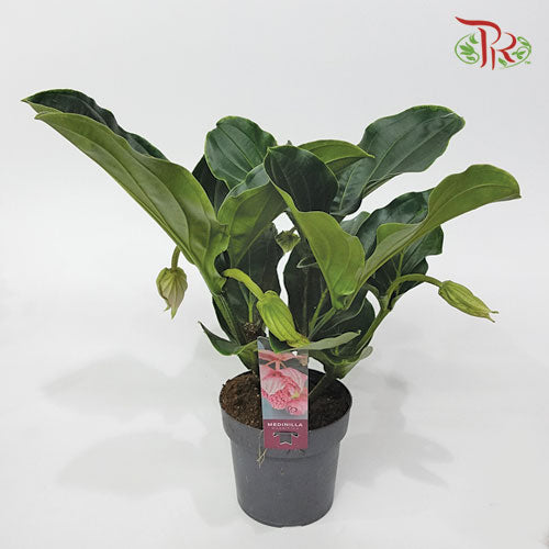 Medinilla Magnifica《宝莲花》-Pudu Ria Florist-prflorist.com.my