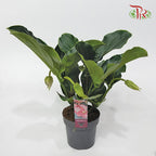 Medinilla Magnifica《宝莲花》-Pudu Ria Florist-prflorist.com.my