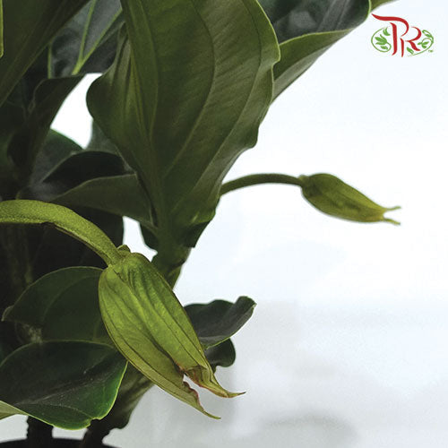 Medinilla Magnifica《宝莲花》-Pudu Ria Florist-prflorist.com.my