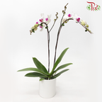 Medium Size Double Stems Phalaenopsis Orchid - White With Red Lips *With No Vase-White With Red Lips-Vietnam-prflorist.com.my