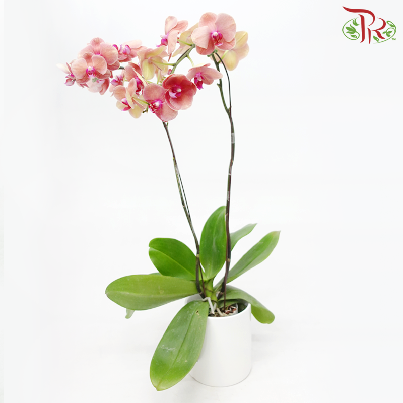 Medium Size Phalaenopsis - Orange (Double Stem) *With No Pot*-Orange-Vietnam-prflorist.com.my