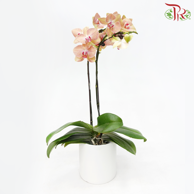 Medium Size Phalaenopsis - Yellow With Stripes (Double Stem) *With No Pot*-Yellow With Stripes-Vietnam-prflorist.com.my