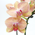 Medium Size Phalaenopsis - Yellow With Stripes (Double Stem) *With No Pot*-Yellow With Stripes-Vietnam-prflorist.com.my