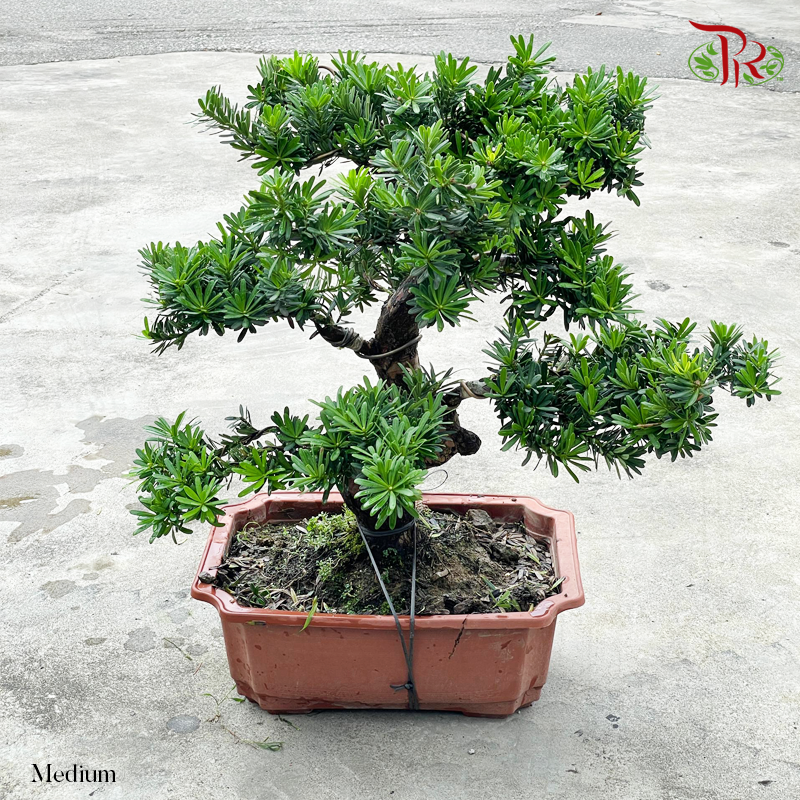 Podocarpus Medium (HE)